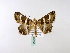  ( - BC ZSM Lep 40006)  @13 [ ] CreativeCommons - Attribution Non-Commercial Share-Alike (2010) Axel Hausmann/Bavarian State Collection of Zoology (ZSM) SNSB, Zoologische Staatssammlung Muenchen