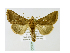  ( - BC ZSM Lep 40020)  @13 [ ] CreativeCommons - Attribution Non-Commercial Share-Alike (2010) Axel Hausmann/Bavarian State Collection of Zoology (ZSM) SNSB, Zoologische Staatssammlung Muenchen