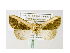  (Sesamia pallidicosta - BC ZSM Lep 40022)  @13 [ ] CreativeCommons - Attribution Non-Commercial Share-Alike (2010) Axel Hausmann/Bavarian State Collection of Zoology (ZSM) SNSB, Zoologische Staatssammlung Muenchen