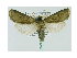  ( - BC ZSM Lep 40027)  @13 [ ] CreativeCommons - Attribution Non-Commercial Share-Alike (2010) Axel Hausmann/Bavarian State Collection of Zoology (ZSM) SNSB, Zoologische Staatssammlung Muenchen
