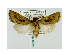  ( - BC ZSM Lep 40029)  @13 [ ] CreativeCommons - Attribution Non-Commercial Share-Alike (2010) Axel Hausmann/Bavarian State Collection of Zoology (ZSM) SNSB, Zoologische Staatssammlung Muenchen