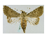  (Pandesma muricolor - BC ZSM Lep 40034)  @15 [ ] CreativeCommons - Attribution Non-Commercial Share-Alike (2010) Axel Hausmann/Bavarian State Collection of Zoology (ZSM) SNSB, Zoologische Staatssammlung Muenchen