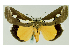  ( - BC ZSM Lep 40037)  @12 [ ] CreativeCommons - Attribution Non-Commercial Share-Alike (2010) Axel Hausmann/Bavarian State Collection of Zoology (ZSM) SNSB, Zoologische Staatssammlung Muenchen