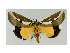  ( - BC ZSM Lep 40040)  @13 [ ] CreativeCommons - Attribution Non-Commercial Share-Alike (2010) Axel Hausmann/Bavarian State Collection of Zoology (ZSM) SNSB, Zoologische Staatssammlung Muenchen