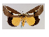  ( - BC ZSM Lep 40041)  @13 [ ] CreativeCommons - Attribution Non-Commercial Share-Alike (2010) Axel Hausmann/Bavarian State Collection of Zoology (ZSM) SNSB, Zoologische Staatssammlung Muenchen