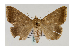  (Achaea finita - BC ZSM Lep 40042)  @14 [ ] CreativeCommons - Attribution Non-Commercial Share-Alike (2010) Axel Hausmann/Bavarian State Collection of Zoology (ZSM) SNSB, Zoologische Staatssammlung Muenchen
