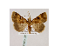  ( - BC ZSM Lep 40043)  @13 [ ] CreativeCommons - Attribution Non-Commercial Share-Alike (2010) Axel Hausmann/Bavarian State Collection of Zoology (ZSM) SNSB, Zoologische Staatssammlung Muenchen