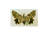  ( - BC ZSM Lep 40054)  @12 [ ] CreativeCommons - Attribution Non-Commercial Share-Alike (2010) Axel Hausmann/Bavarian State Collection of Zoology (ZSM) SNSB, Zoologische Staatssammlung Muenchen