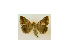  ( - BC ZSM Lep 40056)  @12 [ ] CreativeCommons - Attribution Non-Commercial Share-Alike (2010) Axel Hausmann/Bavarian State Collection of Zoology (ZSM) SNSB, Zoologische Staatssammlung Muenchen
