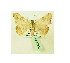  ( - BC ZSM Lep 40066)  @11 [ ] CreativeCommons - Attribution Non-Commercial Share-Alike (2010) Axel Hausmann/Bavarian State Collection of Zoology (ZSM) SNSB, Zoologische Staatssammlung Muenchen