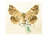  ( - BC ZSM Lep 40067)  @13 [ ] CreativeCommons - Attribution Non-Commercial Share-Alike (2010) Axel Hausmann/Bavarian State Collection of Zoology (ZSM) SNSB, Zoologische Staatssammlung Muenchen