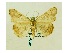  ( - BC ZSM Lep 40068)  @14 [ ] CreativeCommons - Attribution Non-Commercial Share-Alike (2011) Axel Hausmann/Bavarian State Collection of Zoology (ZSM) SNSB, Zoologische Staatssammlung Muenchen