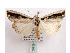  ( - BC ZSM Lep 40102)  @14 [ ] CreativeCommons - Attribution Non-Commercial Share-Alike (2010) Axel Hausmann/Bavarian State Collection of Zoology (ZSM) SNSB, Zoologische Staatssammlung Muenchen