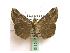  (Hypena abyssinalis - BC ZSM Lep 40110)  @12 [ ] CreativeCommons - Attribution Non-Commercial Share-Alike (2010) Axel Hausmann/Bavarian State Collection of Zoology (ZSM) SNSB, Zoologische Staatssammlung Muenchen
