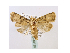  ( - BC ZSM Lep 40120)  @11 [ ] CreativeCommons - Attribution Non-Commercial Share-Alike (2010) Axel Hausmann/Bavarian State Collection of Zoology (ZSM) SNSB, Zoologische Staatssammlung Muenchen