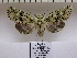  ( - BC ZSM Lep 40138)  @11 [ ] Copyright (2010) Axel Hausmann/Bavarian State Collection of Zoology (ZSM) SNSB, Zoologische Staatssammlung Muenchen