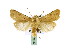  ( - BC ZSM Lep 40139)  @14 [ ] CreativeCommons - Attribution Non-Commercial Share-Alike (2010) Axel Hausmann/Bavarian State Collection of Zoology (ZSM) SNSB, Zoologische Staatssammlung Muenchen