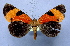  (Milionia flaviventris - BC ZSM Lep 40429)  @14 [ ] Copyright (2010) Axel Hausmann/Bavarian State Collection of Zoology (ZSM) SNSB, Zoologische Staatssammlung Muenchen
