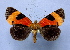  ( - BC ZSM Lep 40432)  @11 [ ] Copyright (2010) Axel Hausmann/Bavarian State Collection of Zoology (ZSM) SNSB, Zoologische Staatssammlung Muenchen
