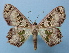  (Antitrygodes agrata - BC ZSM Lep 40453)  @12 [ ] Copyright (2010) Axel Hausmann/Bavarian State Collection of Zoology (ZSM) SNSB, Zoologische Staatssammlung Muenchen