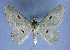  ( - BC ZSM Lep 40454)  @13 [ ] Copyright (2010) Axel Hausmann/Bavarian State Collection of Zoology (ZSM) SNSB, Zoologische Staatssammlung Muenchen