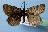  ( - BC ZSM Lep 40457)  @11 [ ] Copyright (2010) Axel Hausmann/Bavarian State Collection of Zoology (ZSM) SNSB, Zoologische Staatssammlung Muenchen