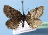  ( - BC ZSM Lep 40458)  @11 [ ] Copyright (2010) Axel Hausmann/Bavarian State Collection of Zoology (ZSM) SNSB, Zoologische Staatssammlung Muenchen