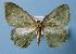  (Dithecodes herbuloti - BC ZSM Lep 40473)  @11 [ ] Copyright (2010) Axel Hausmann/Bavarian State Collection of Zoology (ZSM) SNSB, Zoologische Staatssammlung Muenchen