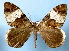  ( - BC ZSM Lep 40474)  @11 [ ] Copyright (2010) Axel Hausmann/Bavarian State Collection of Zoology (ZSM) SNSB, Zoologische Staatssammlung Muenchen