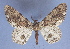  ( - BC ZSM Lep 40479)  @13 [ ] Copyright (2010) Axel Hausmann/Bavarian State Collection of Zoology (ZSM) SNSB, Zoologische Staatssammlung Muenchen