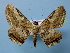  (Ruttellerona lithina - BC ZSM Lep 40488)  @15 [ ] Copyright (2010) Axel Hausmann/Bavarian State Collection of Zoology (ZSM) SNSB, Zoologische Staatssammlung Muenchen