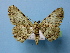  ( - BC ZSM Lep 40498)  @13 [ ] Copyright (2010) Axel Hausmann/Bavarian State Collection of Zoology (ZSM) SNSB, Zoologische Staatssammlung Muenchen