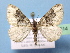  ( - BC ZSM Lep 40514)  @13 [ ] Copyright (2010) Axel Hausmann/Bavarian State Collection of Zoology (ZSM) SNSB, Zoologische Staatssammlung Muenchen