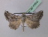  ( - BC ZSM Lep 40902)  @14 [ ] CreativeCommons - Attribution Non-Commercial Share-Alike (2010) Axel Hausmann/Bavarian State Collection of Zoology (ZSM) SNSB, Zoologische Staatssammlung Muenchen