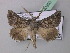  (Axiodes interscripta - BC ZSM Lep 40903)  @13 [ ] CreativeCommons - Attribution Non-Commercial Share-Alike (2010) Axel Hausmann/Bavarian State Collection of Zoology (ZSM) SNSB, Zoologische Staatssammlung Muenchen