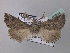  (Axiodes rufigrisea - BC ZSM Lep 40904)  @13 [ ] CreativeCommons - Attribution Non-Commercial Share-Alike (2010) Axel Hausmann/Bavarian State Collection of Zoology (ZSM) SNSB, Zoologische Staatssammlung Muenchen