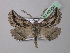  ( - BC ZSM Lep 40906)  @13 [ ] CreativeCommons - Attribution Non-Commercial Share-Alike (2010) Axel Hausmann/Bavarian State Collection of Zoology (ZSM) SNSB, Zoologische Staatssammlung Muenchen
