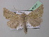  ( - BC ZSM Lep 40907)  @12 [ ] CreativeCommons - Attribution Non-Commercial Share-Alike (2010) Axel Hausmann/Bavarian State Collection of Zoology (ZSM) SNSB, Zoologische Staatssammlung Muenchen