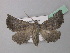  ( - BC ZSM Lep 40911)  @12 [ ] CreativeCommons - Attribution Non-Commercial Share-Alike (2010) Axel Hausmann/Bavarian State Collection of Zoology (ZSM) SNSB, Zoologische Staatssammlung Muenchen