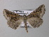  ( - BC ZSM Lep 40912)  @12 [ ] CreativeCommons - Attribution Non-Commercial Share-Alike (2010) Axel Hausmann/Bavarian State Collection of Zoology (ZSM) SNSB, Zoologische Staatssammlung Muenchen