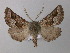  ( - BC ZSM Lep 40913)  @14 [ ] CreativeCommons - Attribution Non-Commercial Share-Alike (2010) Axel Hausmann/Bavarian State Collection of Zoology (ZSM) SNSB, Zoologische Staatssammlung Muenchen