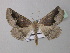  ( - BC ZSM Lep 40914)  @13 [ ] CreativeCommons - Attribution Non-Commercial Share-Alike (2010) Axel Hausmann/Bavarian State Collection of Zoology (ZSM) SNSB, Zoologische Staatssammlung Muenchen