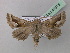  (Axiodes purpureopilosa - BC ZSM Lep 40915)  @14 [ ] CreativeCommons - Attribution Non-Commercial Share-Alike (2010) Axel Hausmann/Bavarian State Collection of Zoology (ZSM) SNSB, Zoologische Staatssammlung Muenchen