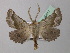  (Axiodes figurata - BC ZSM Lep 40917)  @14 [ ] CreativeCommons - Attribution Non-Commercial Share-Alike (2010) Axel Hausmann/Bavarian State Collection of Zoology (ZSM) SNSB, Zoologische Staatssammlung Muenchen