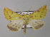  (Derrioides hilaris - BC ZSM Lep 40934)  @14 [ ] CreativeCommons - Attribution Non-Commercial Share-Alike (2010) Axel Hausmann/Bavarian State Collection of Zoology (ZSM) SNSB, Zoologische Staatssammlung Muenchen