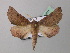  ( - BC ZSM Lep 40941)  @14 [ ] CreativeCommons - Attribution Non-Commercial Share-Alike (2010) Axel Hausmann/Bavarian State Collection of Zoology (ZSM) SNSB, Zoologische Staatssammlung Muenchen