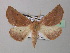  (Derrioides cnephaeogramma - BC ZSM Lep 40942)  @14 [ ] CreativeCommons - Attribution Non-Commercial Share-Alike (2010) Axel Hausmann/Bavarian State Collection of Zoology (ZSM) SNSB, Zoologische Staatssammlung Muenchen