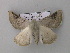  ( - BC ZSM Lep 40946)  @12 [ ] CreativeCommons - Attribution Non-Commercial Share-Alike (2010) Axel Hausmann/Bavarian State Collection of Zoology (ZSM) SNSB, Zoologische Staatssammlung Muenchen