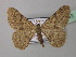  (Pseudodyscia - BC ZSM Lep 40949)  @15 [ ] CreativeCommons - Attribution Non-Commercial Share-Alike (2010) Axel Hausmann/Bavarian State Collection of Zoology (ZSM) SNSB, Zoologische Staatssammlung Muenchen