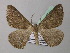  ( - BC ZSM Lep 40950)  @14 [ ] CreativeCommons - Attribution Non-Commercial Share-Alike (2010) Axel Hausmann/Bavarian State Collection of Zoology (ZSM) SNSB, Zoologische Staatssammlung Muenchen